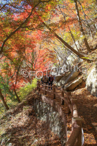 Japanischer Ahorn im November, eine schöne Reisezeit für Japan