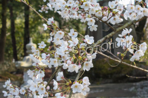 Kirschblüten in Kôfu zu sehen im April, eine besondere Reisezeit für Japan