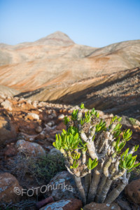 Fuerteventura Urlaubstipps von TRAVELhunka